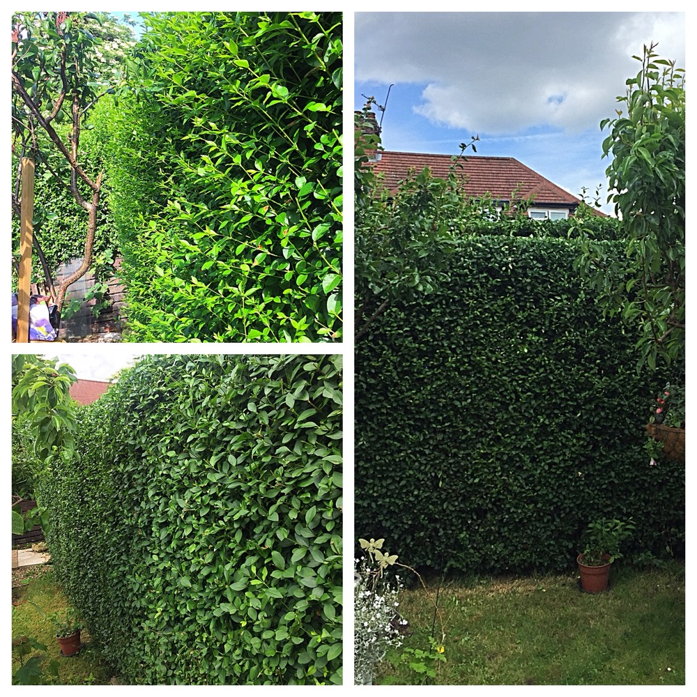 A thick hedge trimmed to a clean, level line